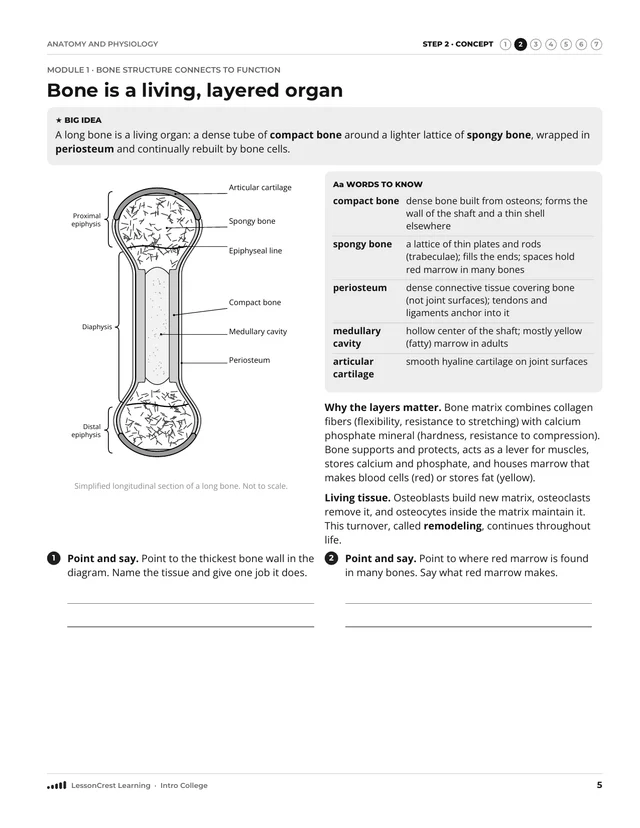 Page 5 of Anatomy and Physiology: Skeletal and Muscular Systems. Step 2, Concept: Bone is a living, layered organ