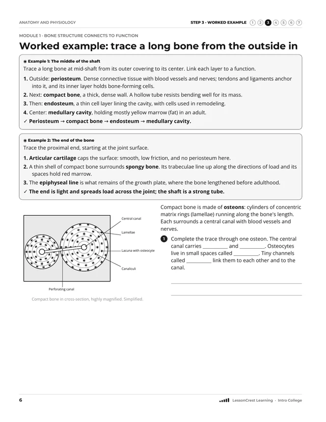 Page 6 of Anatomy and Physiology: Skeletal and Muscular Systems. Step 3, Worked Example: Worked example: trace a long bone from the outside in