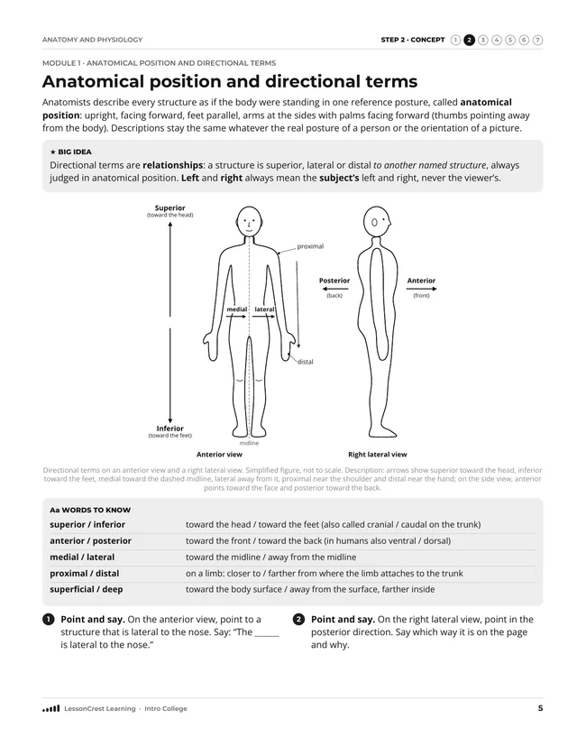 Page 5 of Anatomy and Physiology: Terms, Planes, and Tissues. Step 2, Concept: Anatomical position and directional terms