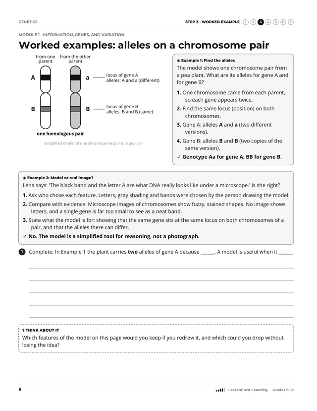 Page 6 of Genetics. Step 3, Worked Example: Worked examples: alleles on a chromosome pair