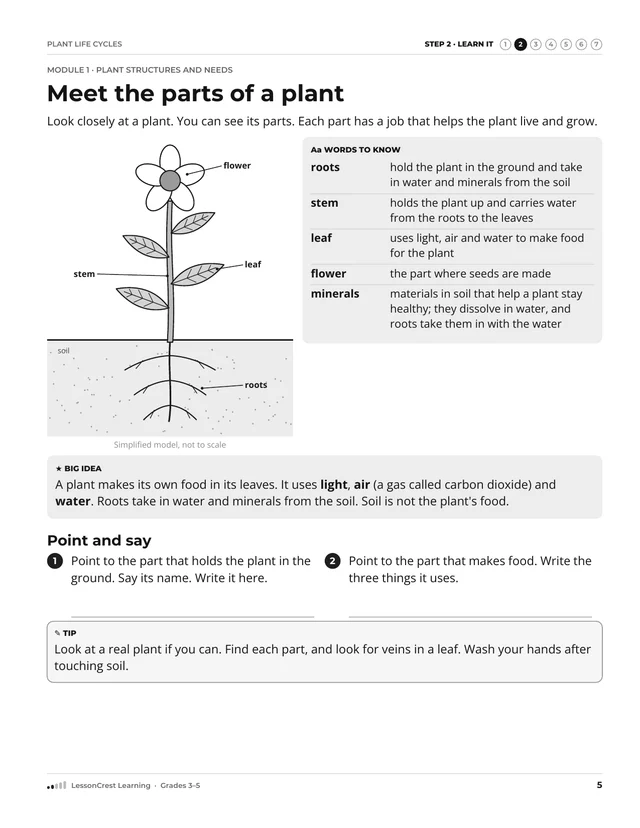 Page 5 of Plant Life Cycles. Step 2, Learn It: Meet the parts of a plant