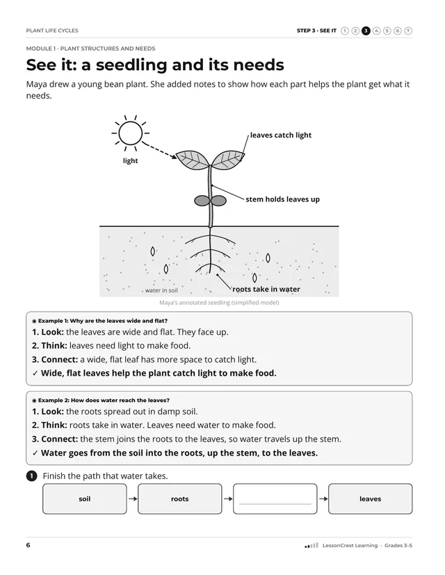 Page 6 of Plant Life Cycles. Step 3, See It: See it: a seedling and its needs